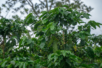Closeup of a green raw coffee crop with green berries.