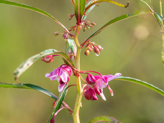flower in the forest