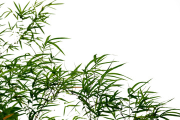 Bamboo leaves on white background