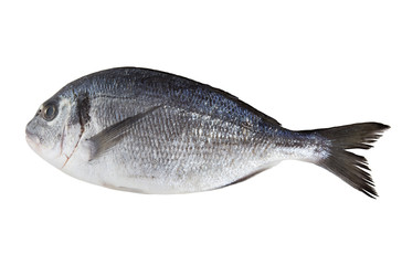 Fototapeta premium Fresh dorado isolated on a white background.