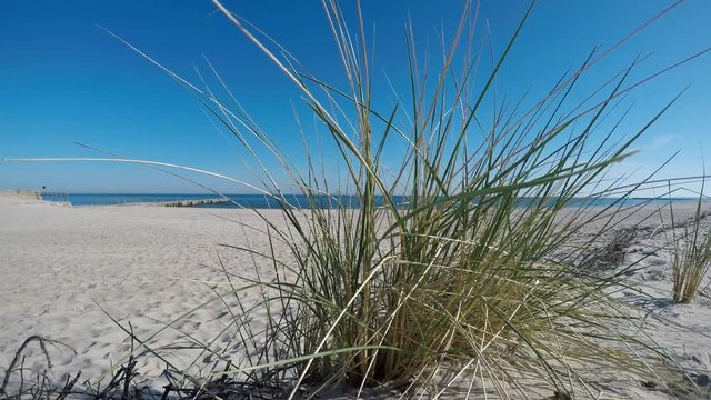 Beach of the Baltic Sea with beach grass
