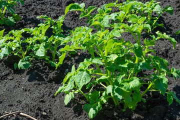 close-up of potato seedlings in the garden young green