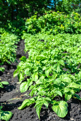 close-up of potato seedlings in the garden young green