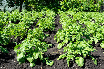 close-up of potato seedlings in the garden young green