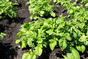 close-up of potato seedlings in the garden young green