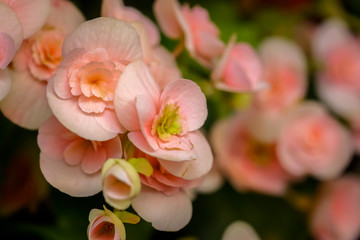 begonia flowers (Tuberous rooted begonia).