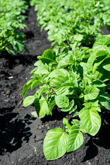 close-up of potato seedlings in the garden young green