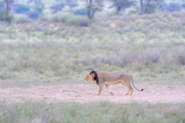 Fototapeta na wymiar Alpha male lion (Felis leo) in the Kalahari desert trots along in the dust of wildebeest on a failed hunt