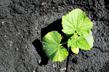 Cucumber sprouts in the field and farmer is watering it seedlings in the farmer's garden , agriculture, plant and life concept soft focus, narrow depth of field 