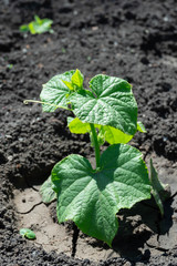 Cucumber sprouts in the field and farmer is watering it seedlings in the farmer's garden , agriculture, plant and life concept soft focus, narrow depth of field 