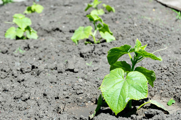 Cucumber sprouts in the field and farmer is watering it seedlings in the farmer's garden , agriculture, plant and life concept soft focus, narrow depth of field 