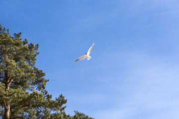 Seagull, 1 bird flying in blue sky, pine trees, nature Baltic, Northern Europe