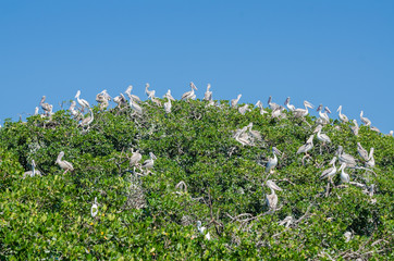 Many pelicans sitting in top of mangrove trees on Pelican Island, Casamance, Senegal, Africa