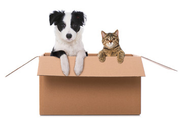 Hund und Katze sitzen in einem Karton