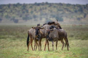 BLUE WILDEBEEST (Connochaetes taurinus) aka Brindled Gnu, in the Kalahari desert. On fresh sprouting grasses after a rainfall. Kgalagadi, Northern Cape, South Africa 