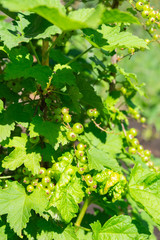 Currant bush with unripe berries. Green berries of currant on a bush