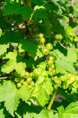 Currant bush with unripe berries. Green berries of currant on a bush