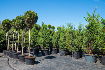 Potted trees and bushes in plastic pots on plant nursery.
