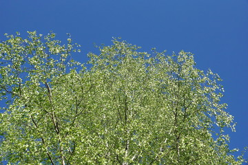 birch crown young fresh leaves on blue sky
