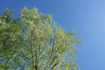 birch crown young fresh leaves on blue sky