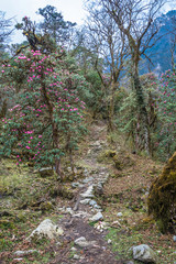 Mountain trail in rhododendron forest in Nepal.