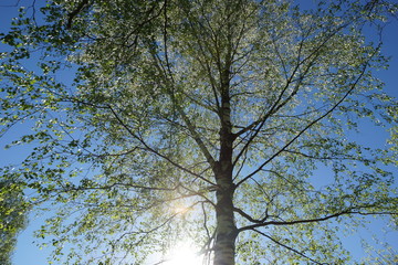 birch crown young fresh leaves on blue sky. the sun illuminates the young leaves