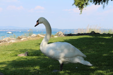 Schwan am Gardasee mit Baby