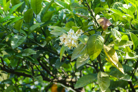 White blossom of citrus tree close-up