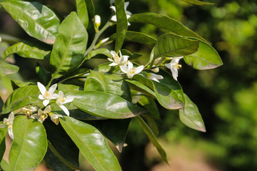 White blossom of citrus tree close-up