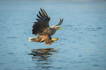 Hunting Sea Eagle
