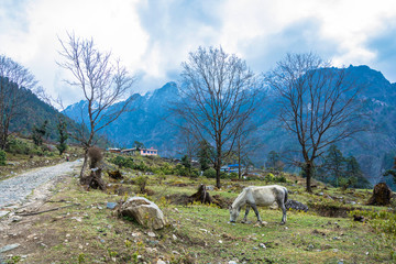 The horse grazes on the edge of the Nepalese village.