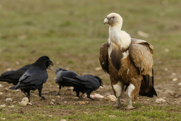 Griffon Vulture (Gyps fulvus), feeding, Castile and Leon, Spain.
