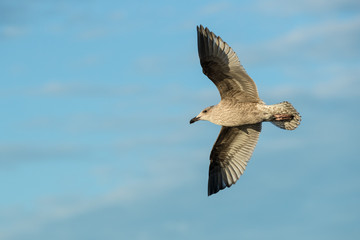 Juvenile Herring Gull in Flight