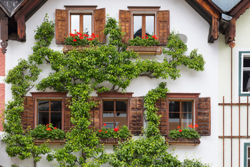 old facade with five wooden windows and green tree, Hallstatt square, Austria