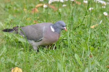 Un pigeon ramier en gros plan dans un jardin