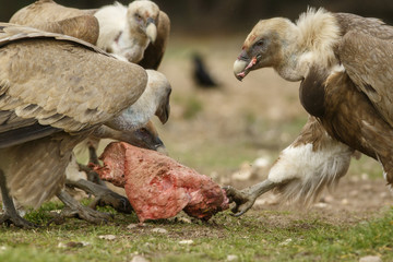 Griffon Vulture (Gyps fulvus), feeding, Castile and Leon, Spain.