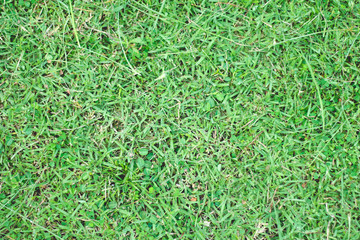 green grass abstract background.