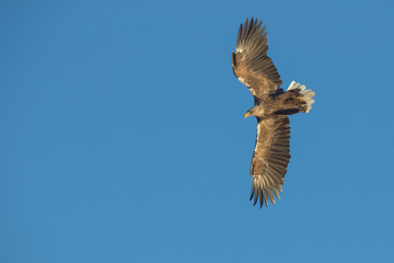 Fototapeta premium Hunting Sea Eagle