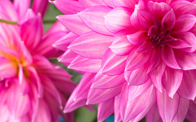 Blooming pink Dahlia flower closeup.