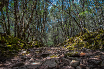 Path of a forest