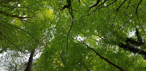 Fototapeta premium Coventry Woodland Bluebell Walk