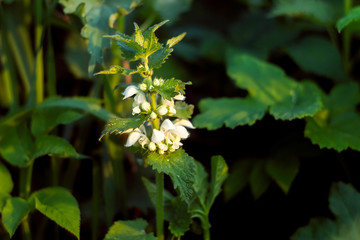 Stinging nettles in bloom in spring