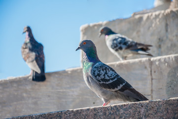 Three pigeons
