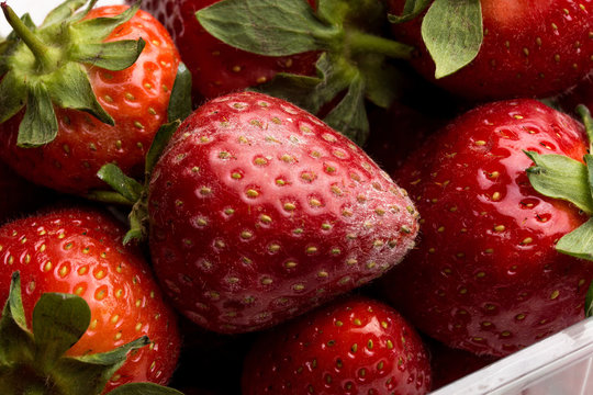 verschimmelte Erdbeere mit wei&szlig;en H&auml;rchen in frisch gekaufter Schale mit Erdbeeren