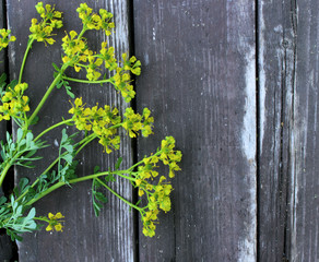 Common rue Ruta graveolens - flowering plant isolated on weathered wooden boards. Ruta grown as an ornamental plant and herb. It is also cultivated as a medicinal herb, as a condiment.