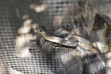 A snake in a cage