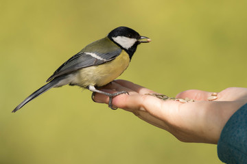 Obraz premium pájaro carbonero cogiendo pipas de una mano