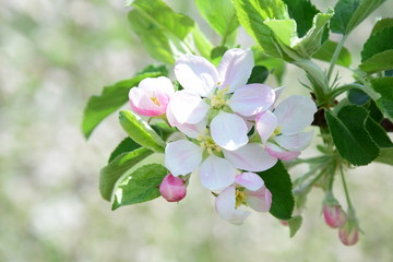 Obraz premium Apfelblüte in Südtirol, Apfelbäume