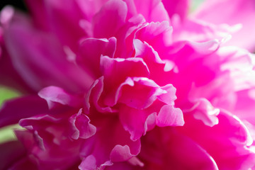 blooming peony flower close-up