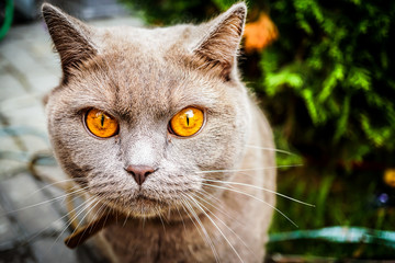 Furious cat eyes haunting 